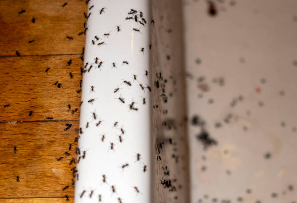 Best Spider Control Near Me  in Windsor, VA